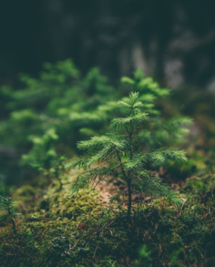environnement